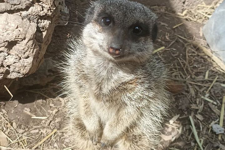 Meerkat Experience for Two