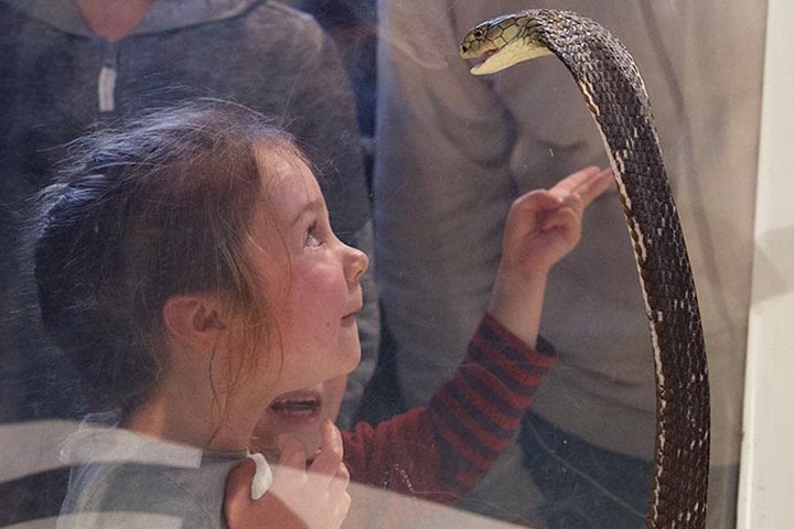 Venomous Snake Show