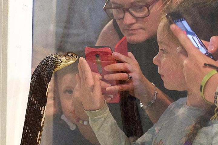 Venomous Snake Show