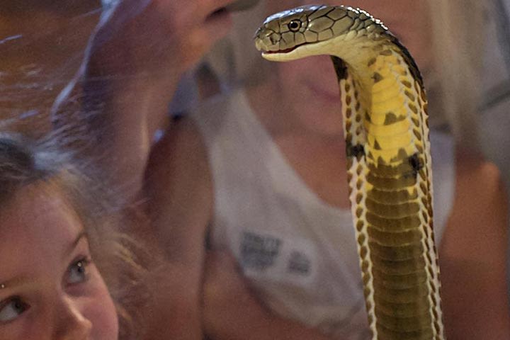 Venomous Snake Show