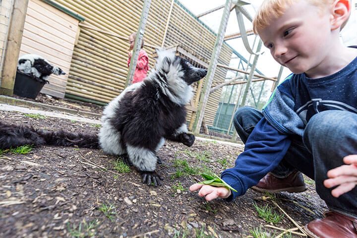 Meerkat and Lemur Experience for Two