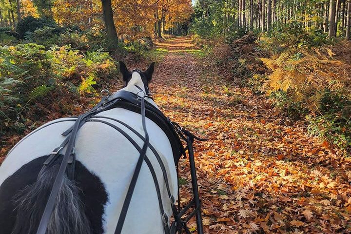 Horse Drawn Carriage Ride with Cream Tea for Four