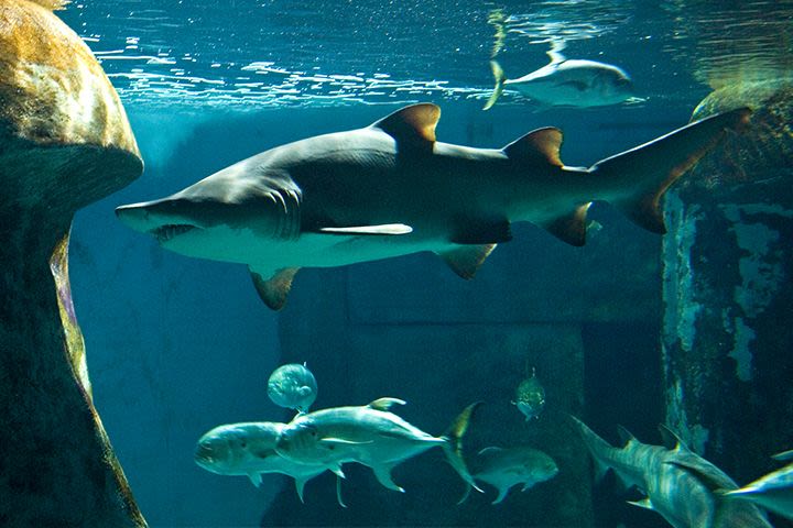 Family Entrance to SEA LIFE London Aquarium & meal at Las Iguanas