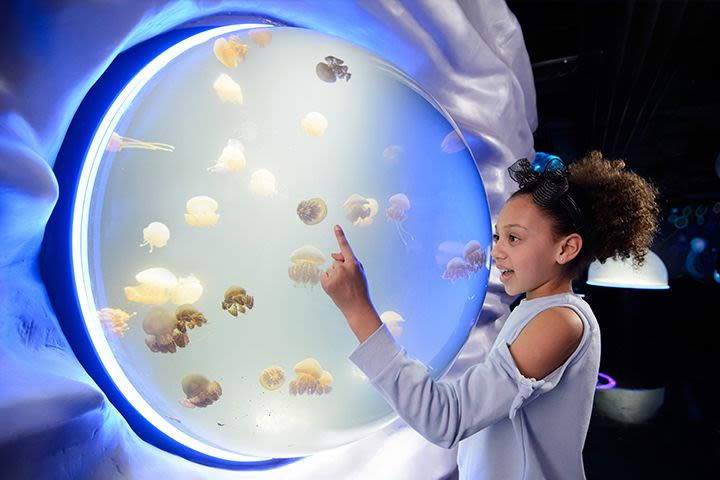 Family Entrance to SEA LIFE London Aquarium & meal at Las Iguanas