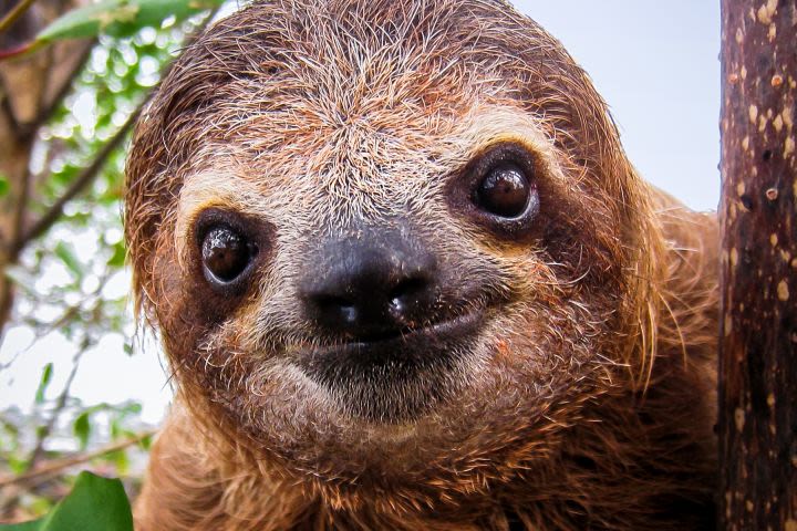 Adopt a Sloth