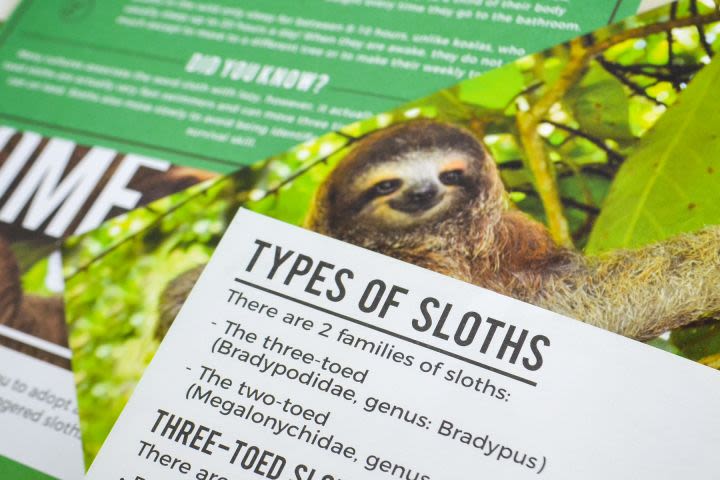 Adopt a Sloth