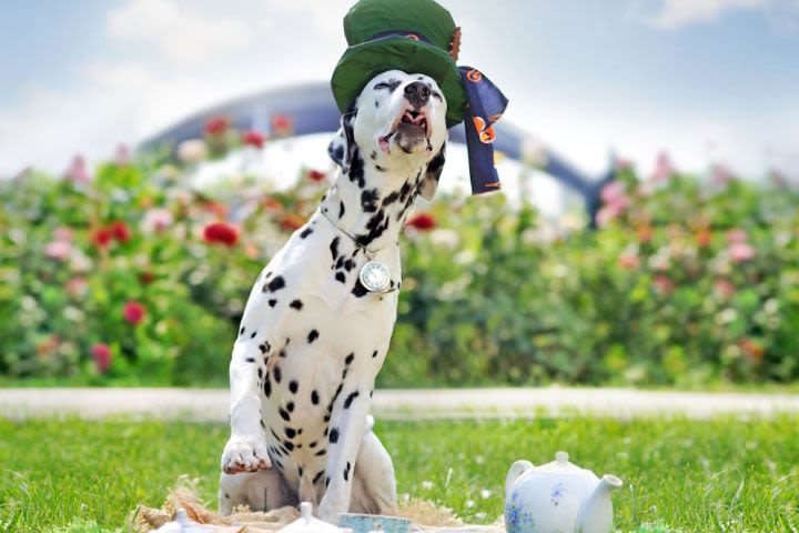 Dog Friendly Afternoon Tea for Two