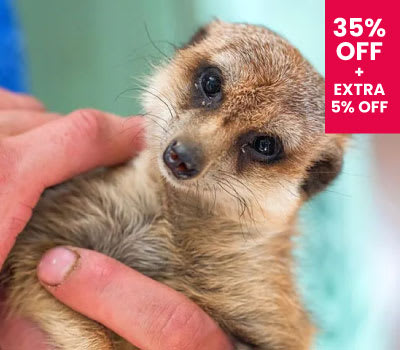 Meet the Meerkats for Two &pound;46.55 with code