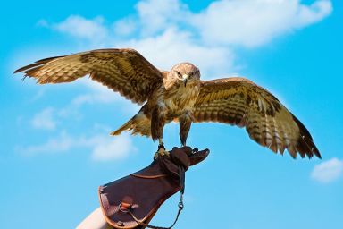 Half Day Introduction to Falconry