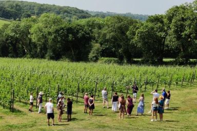 Tour and Tasting for Two at The Velfrey Vineyard