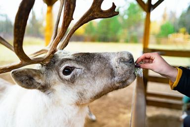 Meet the Reindeer at Somerset Reindeer Ranch for Two