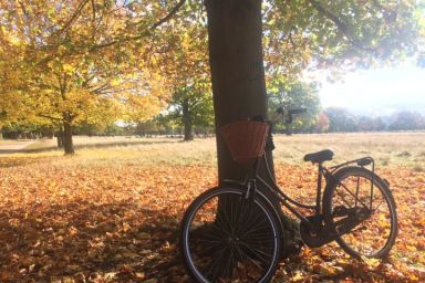 Hampton Court Bike Tour for 2