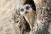 Meerkat Encounter for Two at Ark Wildlife Park