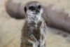 Meerkat Encounter for Two at Ark Wildlife Park