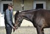 Harraton Court Stables Tour for Two with Darryll Holland