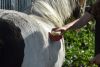 Pony Care Experience for Two at The Ancient Trails Company 