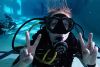 Discover Scuba Diving for One