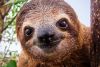 Adopt a Sloth