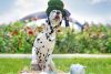 Dog Friendly Afternoon Tea for Two