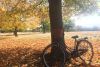 Hampton Court Bike Tour for 2