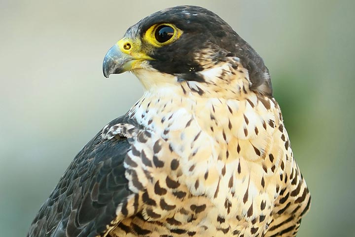 Falconry Taster Experience