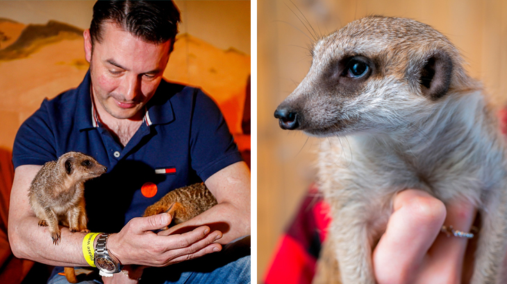 Meet the Meerkats for Two