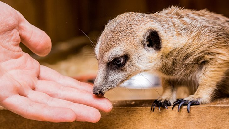 Meet the Meerkats for Two