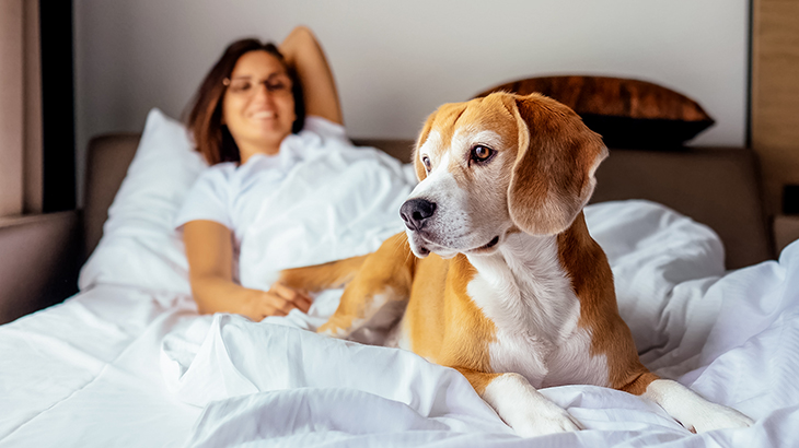 Dog Friendly Stays