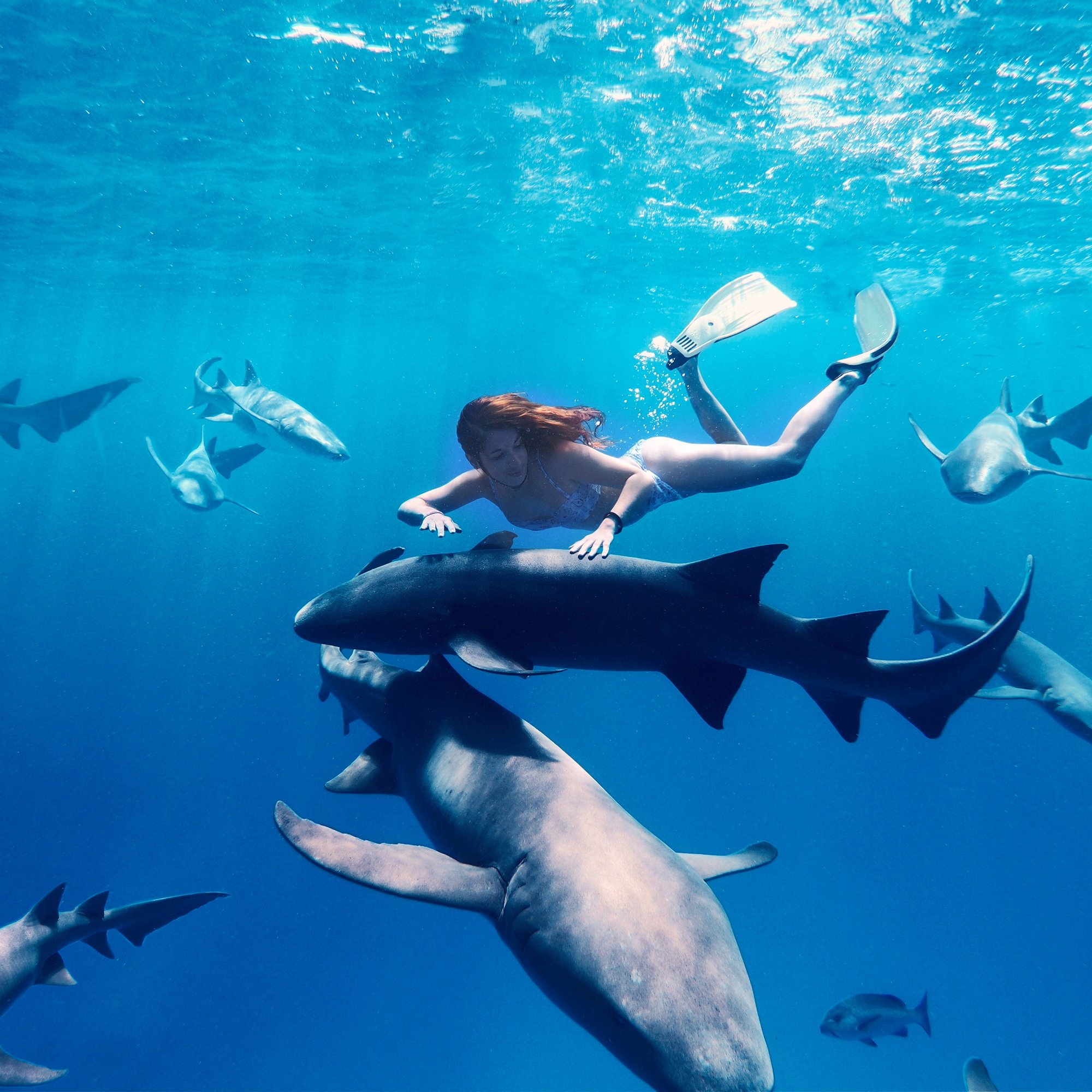 Diving with Sharks: The Essential Guide to UK Shark Dives